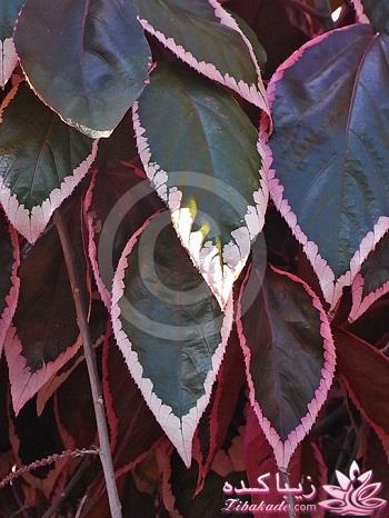 گیاهان آپارتمانی 